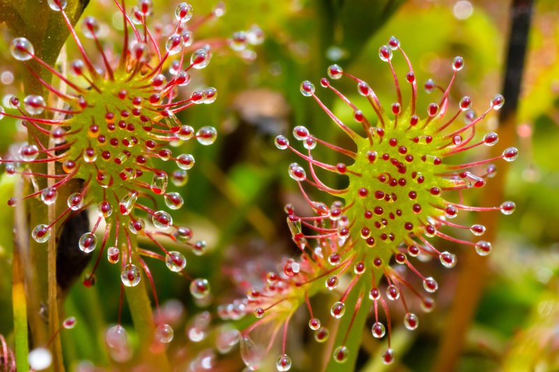 Close-up of carnivorous sundew plant with glistening dew drops and vibrant colors.