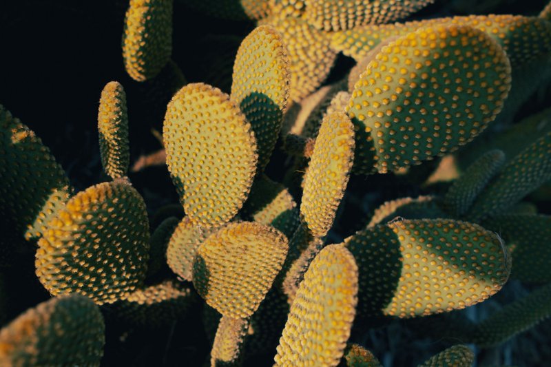 Detailed shot of beavertail cactus pads with sunlight and shadows creating a textured look.