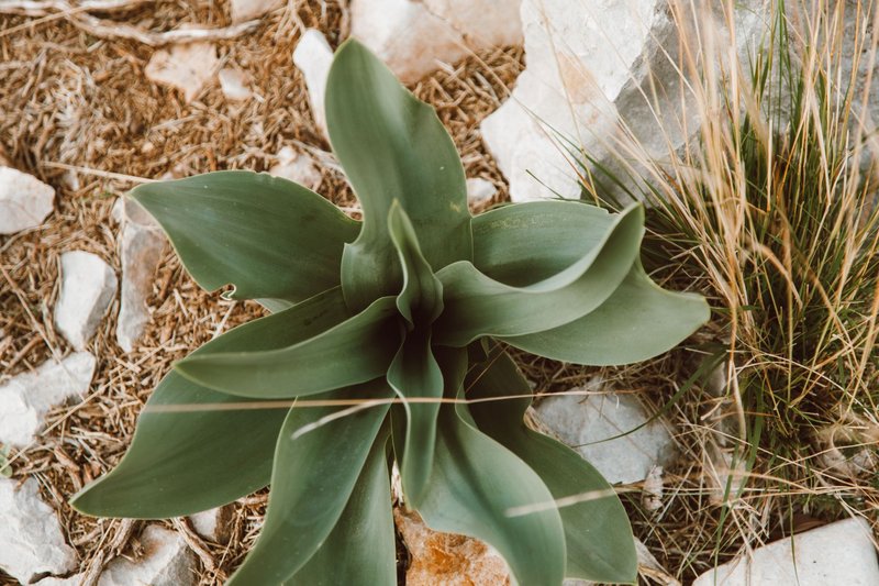 A lush green succulent plant seen from above amidst rocks and dry grass, showcasing its natural beauty.