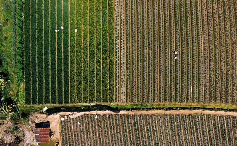 Aerial view of vibrant farmlands in Dalat, showcasing diverse crop patterns.