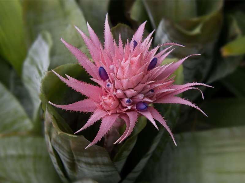 Close-up of a vibrant pink Aechmea Fasciata blooming amidst green leaves.