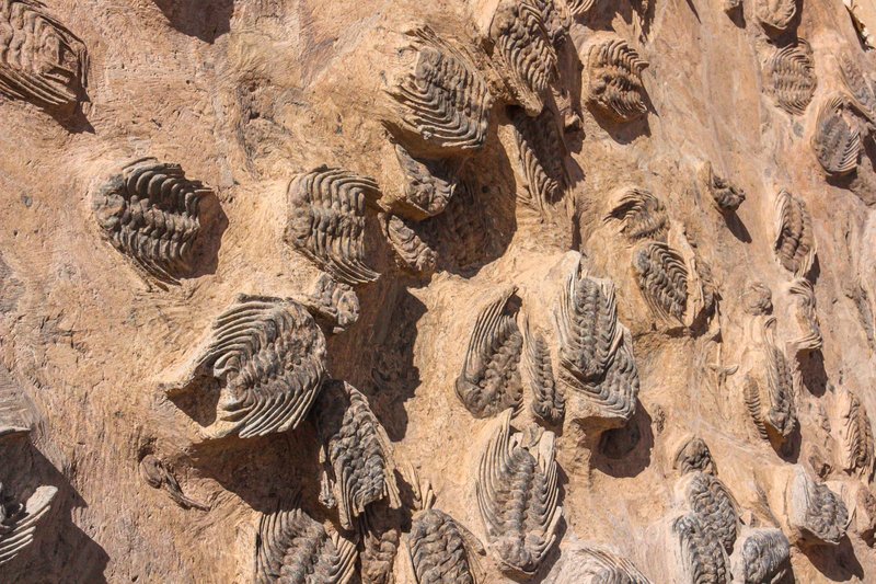 Close-up view of trilobite fossils on a rocky surface, showcasing ancient marine life.