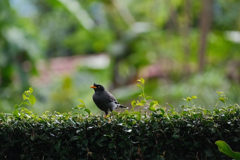 A black bird with an orange beak resting on a green hedge in a lush garden setting.