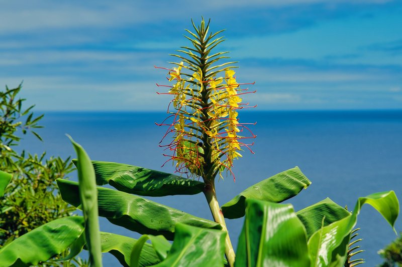Vibrant kahili ginger flower with green leaves against a bright ocean backdrop.