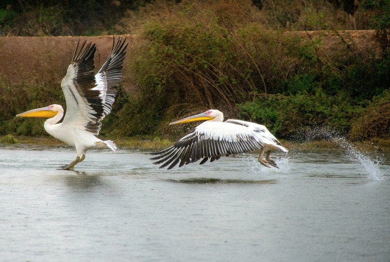 Two great white pelicans gracefully take off from a serene body of water.