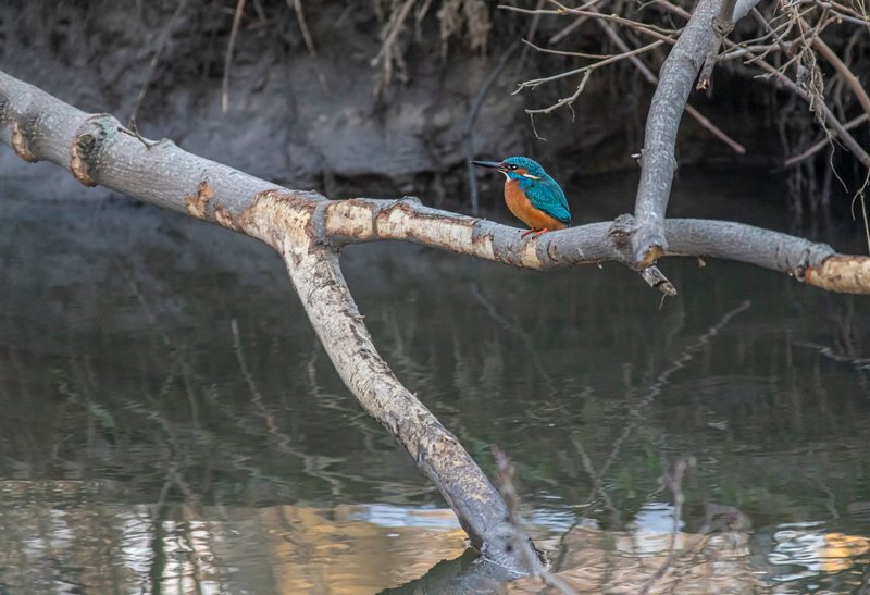 A vibrant kingfisher perched on a tree branch above tranquil river waters, showcasing nature's beauty.