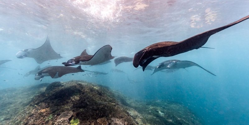 A captivating view of manta rays swimming gracefully over a coral reef in clear blue waters.