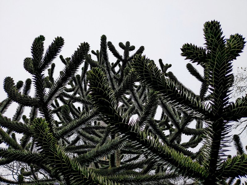 Intricate branches of a monkey puzzle tree against a clear sky, showcasing geometric patterns.