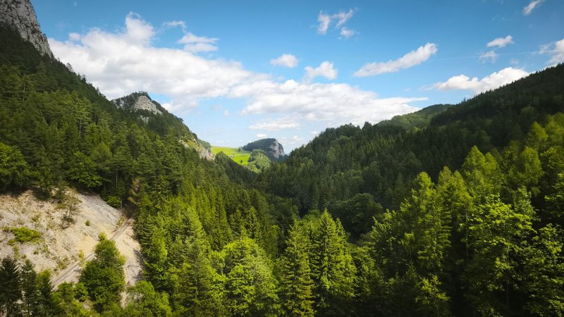 Beautiful view of the dense Alpine forest in Salzburg, Austria.