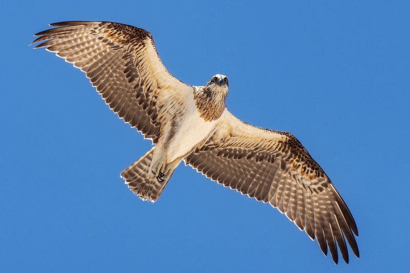 A stunning osprey flying against a clear blue sky in Exmouth, Western Australia.