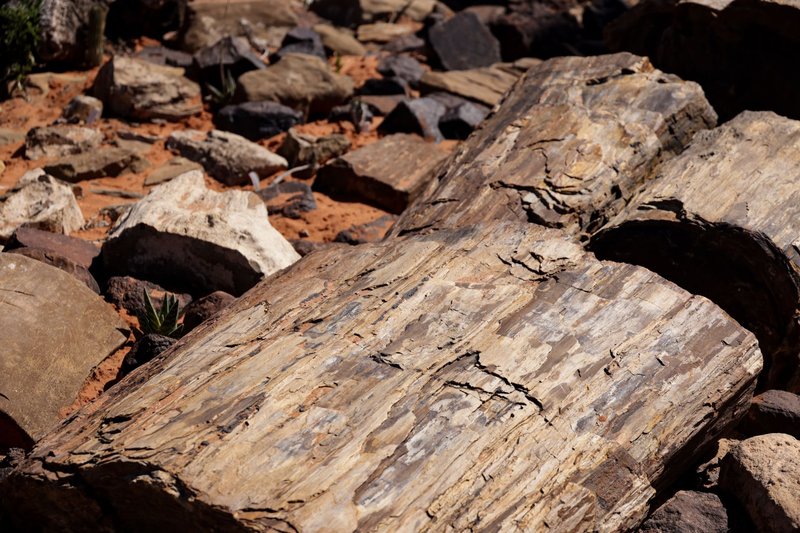 Detailed view of petrified wood amidst rocky desert terrain under sunlight.