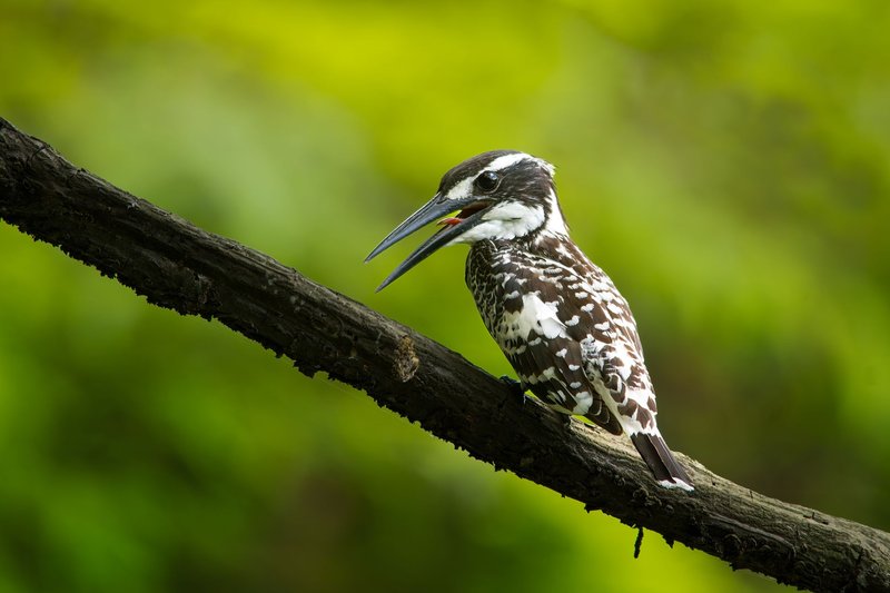 A pied kingfisher sits on a branch against a vibrant green foliage backdrop.