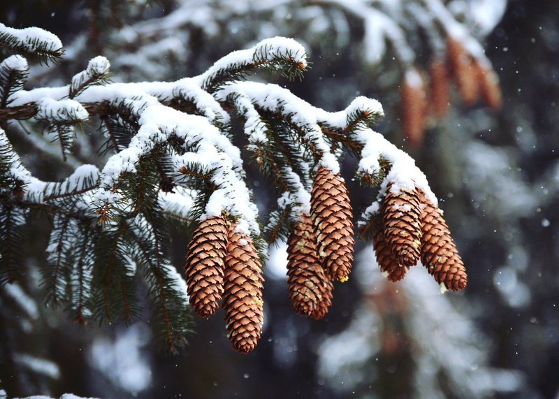 Snow-draped pine cones hang gracefully from evergreen branches, epitomizing winter beauty.