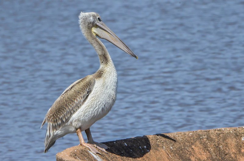 A pink-backed pelican perches on a rock by the calm water, showcasing wildlife in nature.