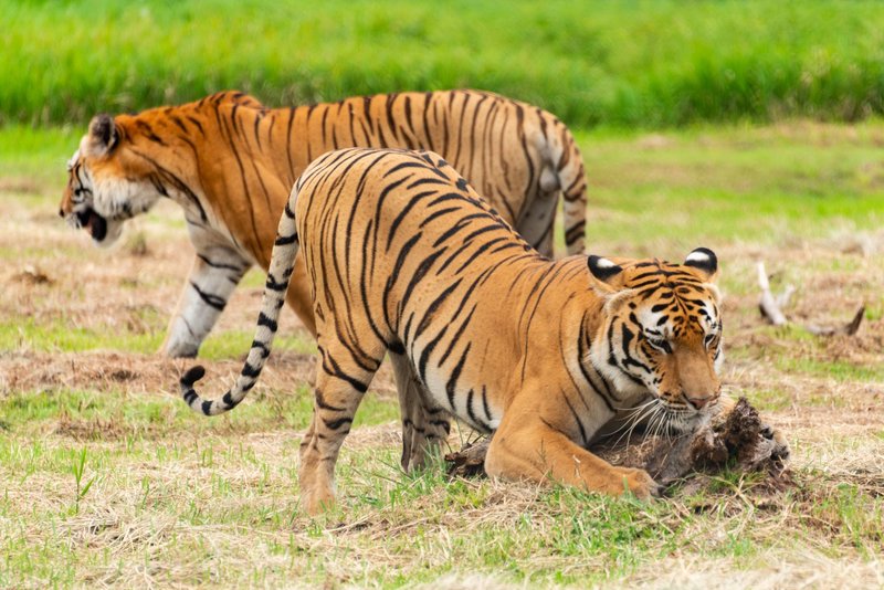 Two Bengal tigers roam freely in the wilderness, showcasing their grace and strength.