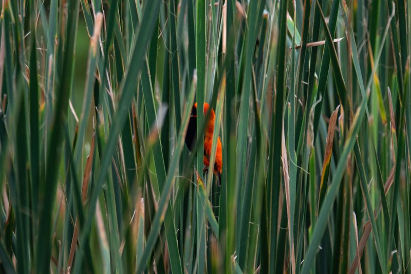 Striking Southern Red Bishop bird hidden among tall green grasses in natural habitat.