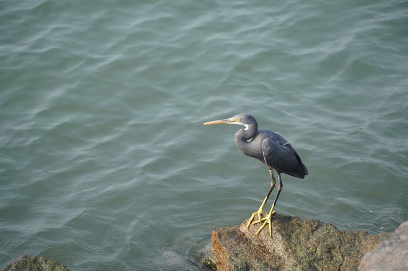Western Reef Heron perched by the sea in Udupi, India.