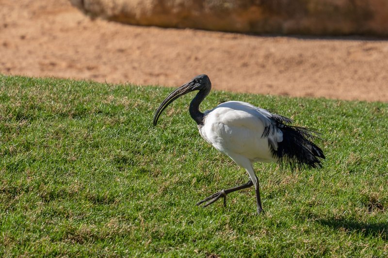 An African Sacred Ibis (Threskiornis aethiopicus) walks across a grassy field in sunny Valencia.