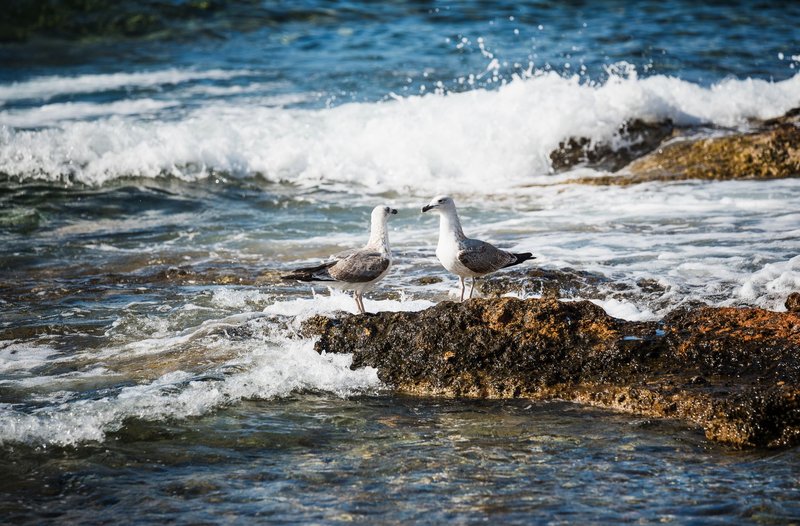 Two seagulls perched on a rocky shore with waves crashing in Greece.