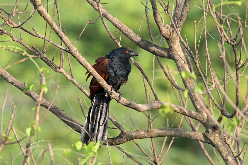A black and brown coucal bird sits perched on a branch in a lush green setting.