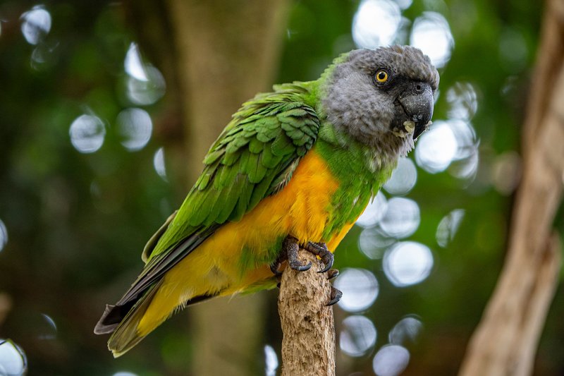 Vibrant parrot perched among green foliage, showcasing colorful plumage.