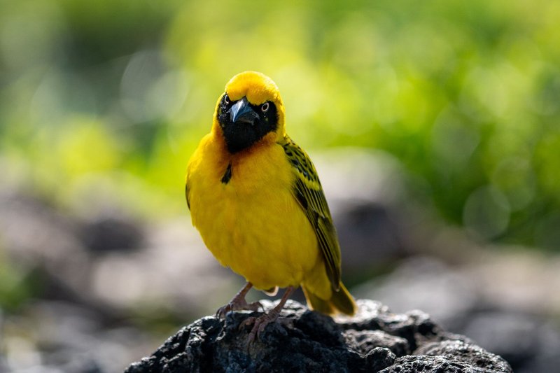 Close-up of a colorful village weaver bird perched in Ngorongoro, Tanzania.
