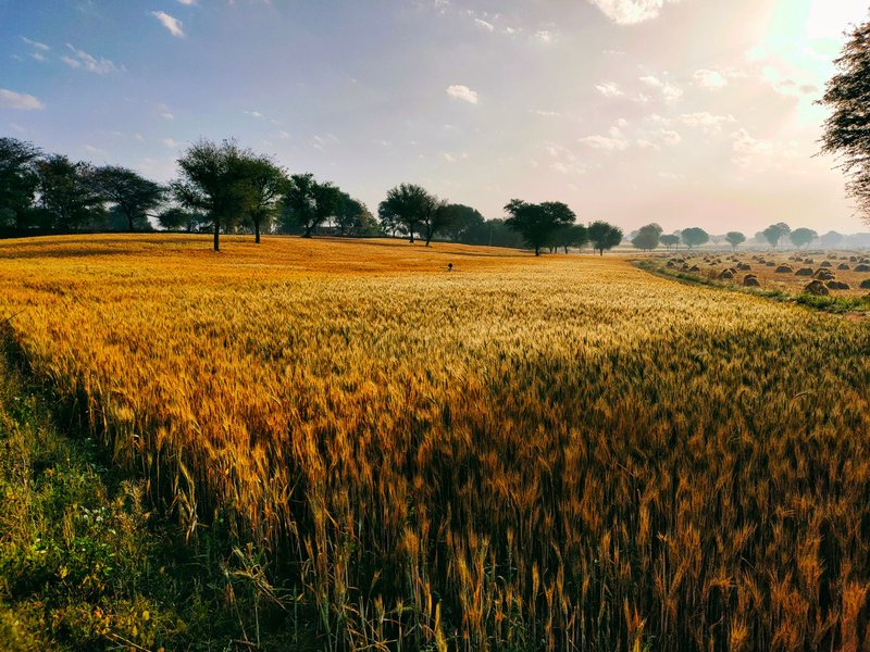 Rural Field of Golden Blades of Wheat