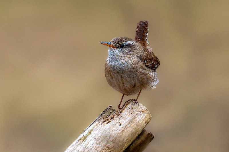 A detailed image of a wren singing perched on a wooden post in a natural habitat.
