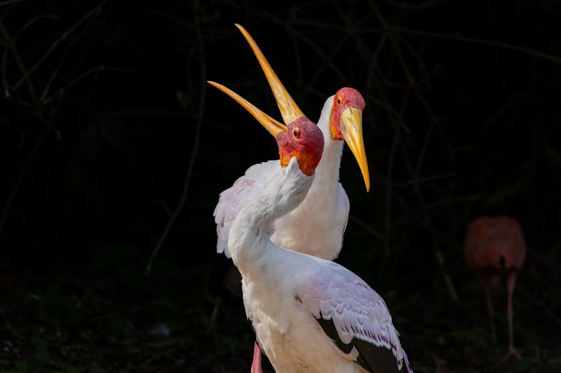 A striking close-up of yellow-billed storks set against a dark natural background, showcasing their vivid plumage.