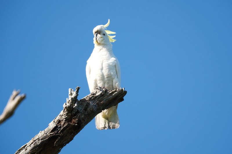 A striking Sulphur-crested Cockatoo perched on a tree branch against a clear blue sky.