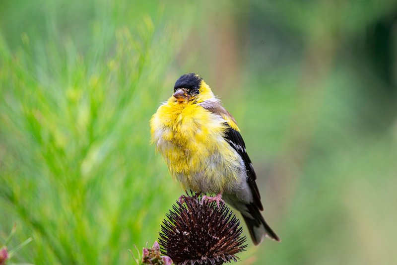 A colorful goldfinch perched gracefully on a flower head, displaying its bright plumage.