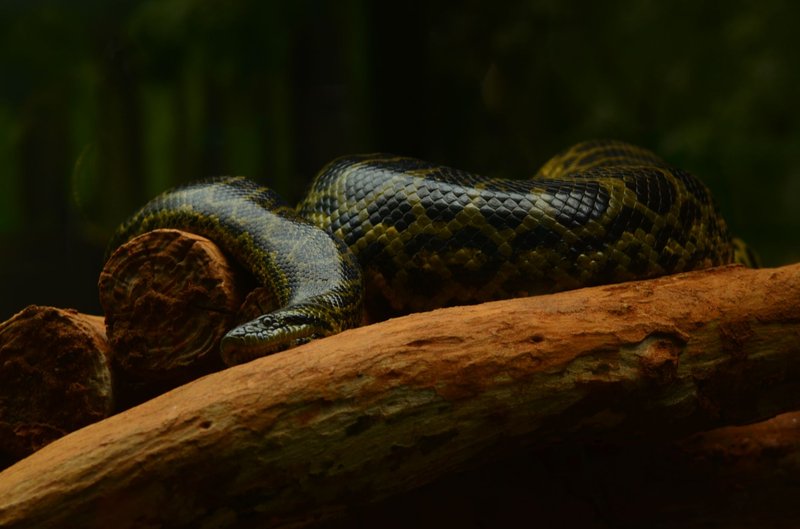 A close-up of an anaconda on wood with lush greenery in the backdrop in Odisha, India.