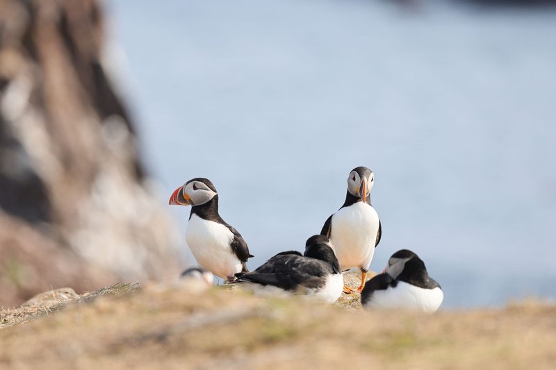 Group of Atlantic puffins nesting on rocky coastal cliffs with blurred sea background.