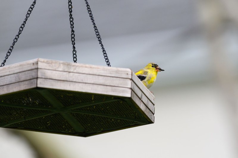 A vibrant American Goldfinch perches on a suspended wooden bird feeder outdoors.