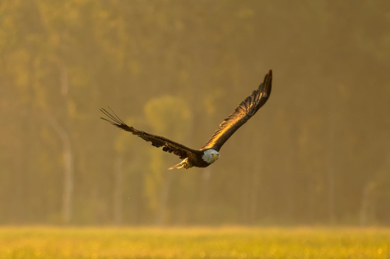 Bald eagle effortlessly gliding through the golden skies of Alma, Wisconsin.