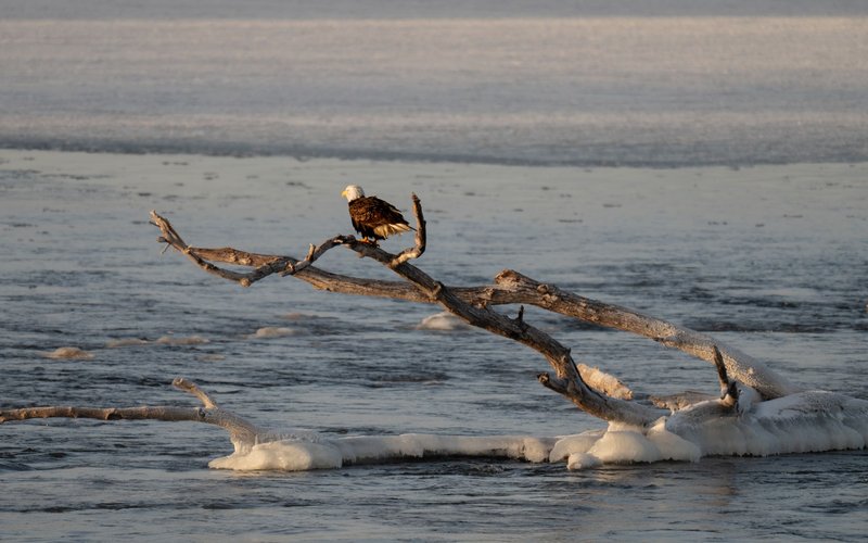 A bald eagle perched on a snowy branch over a partially frozen river, captured in winter landscape.