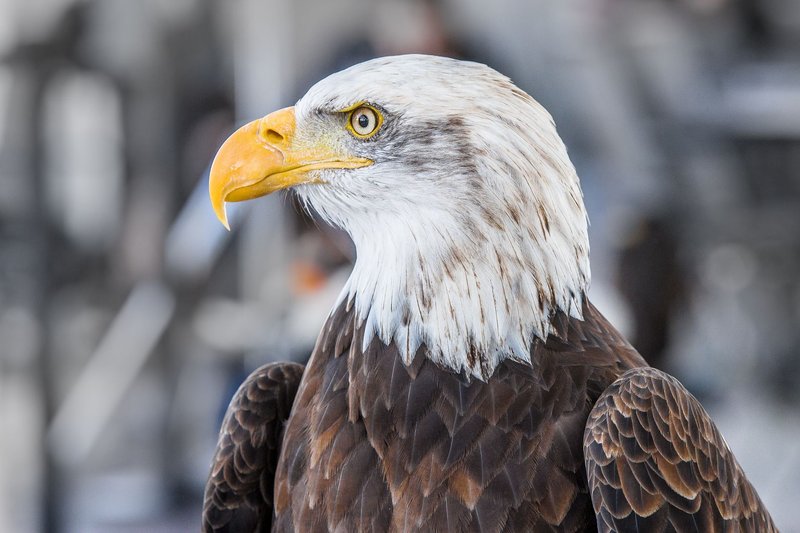 Close-up of a majestic bald eagle with piercing yellow eyes and vibrant feathers.