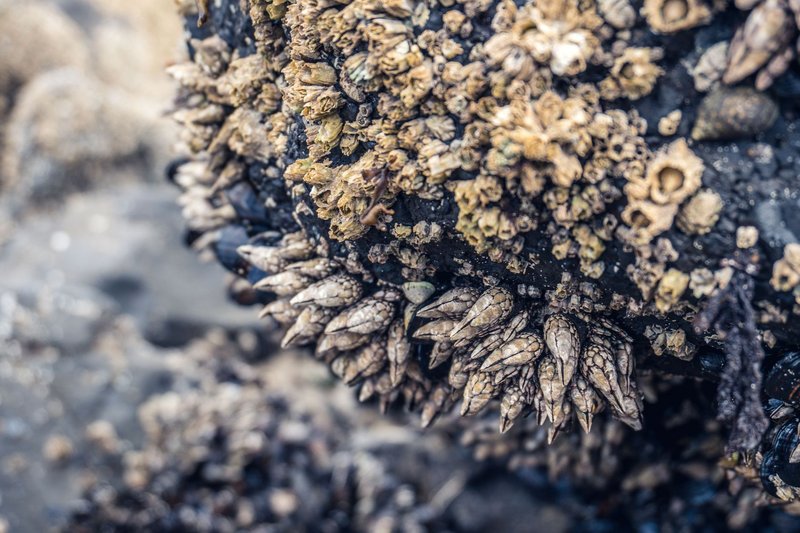 Detailed macro shot of barnacles and shells on a rocky coast, showcasing marine life textures.