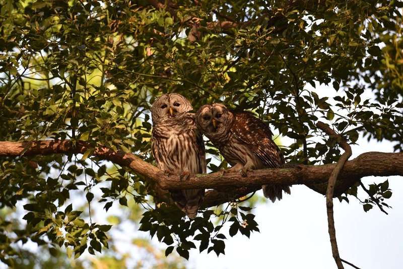 Two Barred Owls perched on a tree branch surrounded by green foliage.