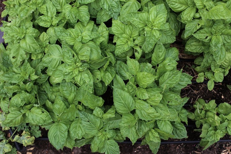 A vibrant display of fresh green basil leaves growing in a garden, perfect for cooking and herbal remedies.
