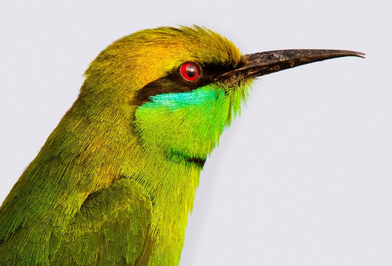 Side view of colorful bee eater with long beak and red eyes against gray background