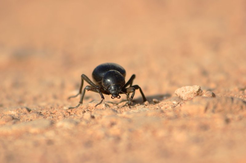 Macro shot of a black beetle on sandy terrain in South Africa, showcasing natural texture and detail.