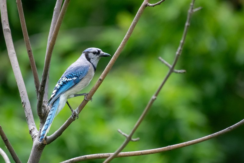 A vibrant blue jay perched on a bare branch, showcasing its striking blue feathers amidst lush green foliage.