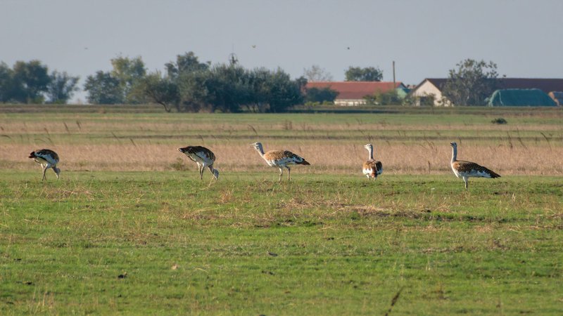 A flock of great bustards in a grassy meadow landscape.