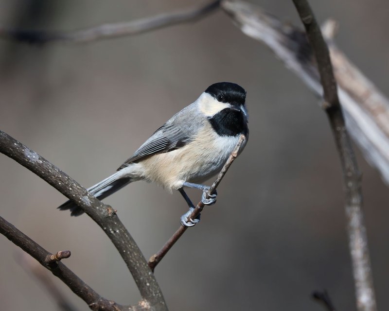 Close-up of a Carolina Chickadee resting on a tree branch, showcasing detailed plumage and natural habitat.