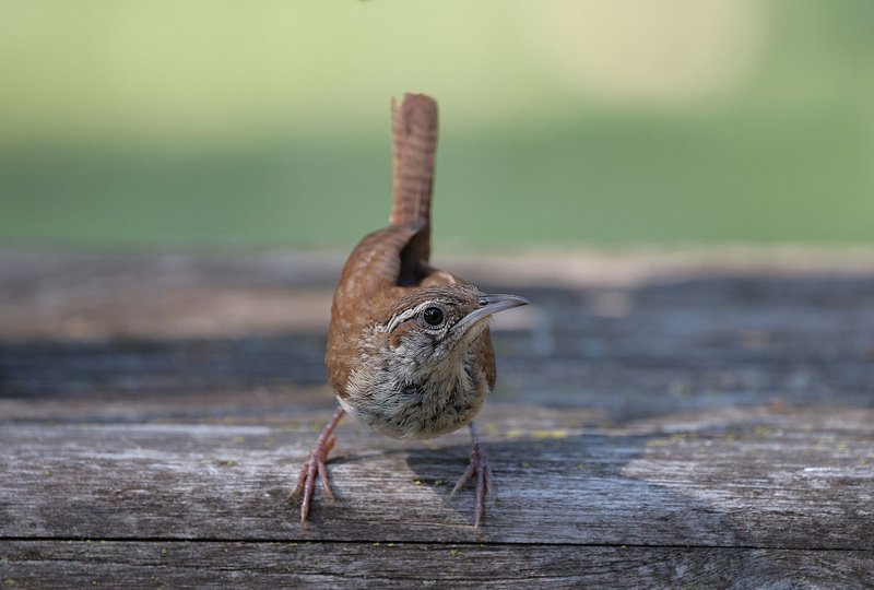 An inquisitive Carolina Wren perched on a wooden surface in a natural setting, captured beautifully.