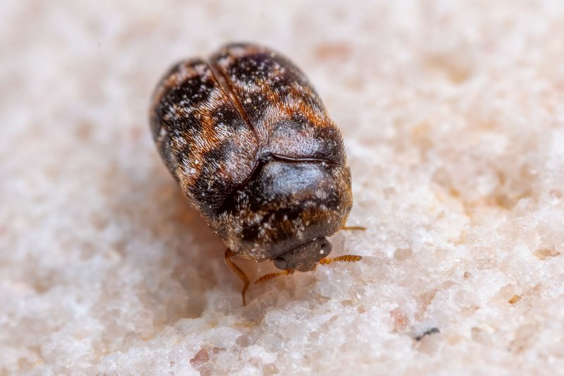 Detailed macro shot of a carpet beetle, showcasing its texture and patterns. Perfect for entomology enthusiasts.