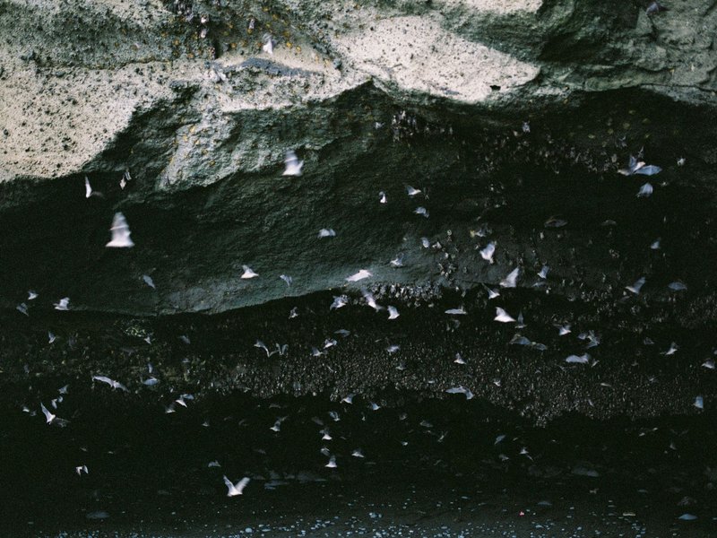 A large colony of bats flying inside a dark cave in Bali, Indonesia.