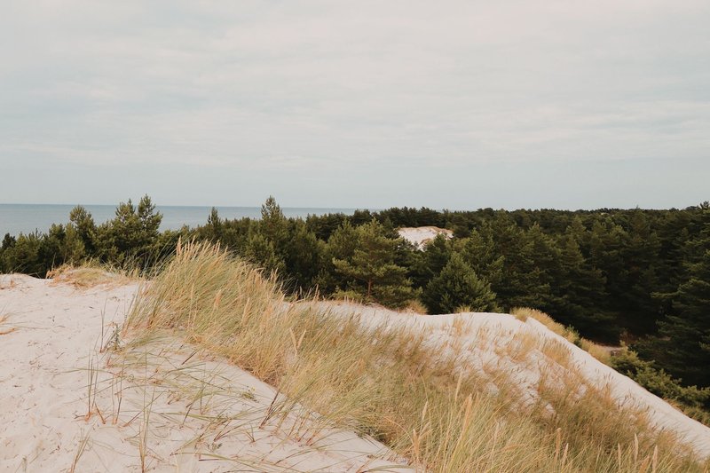 Tranquil view of coastal sand dunes with tall grasses overlooking a lush forest and sea.