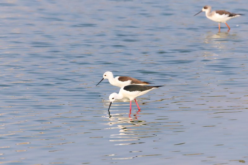 Three Black-winged Stilts wade and forage in tranquil waters, reflecting in the soft light.